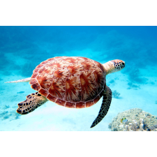 TOILE TORTUE VERTE LAGO 65x97CM