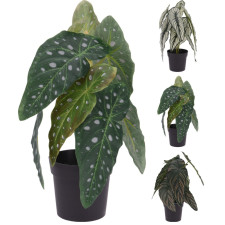 PLANTE CALATHEA POT 33CM COULEURS ASSORTIES