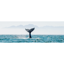 TOILE PANORAMIQUE QUEUE BALEINE 45X135CM