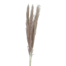 LOT DE 3 FLEURS DE PAMPAS TAUPE H160CM