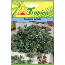 CORIANDRE CULTIVÉE TROPICA 10GRAMMES